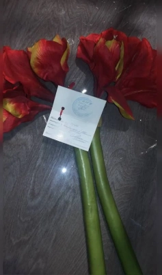 Цветы OAKOM Амарилис