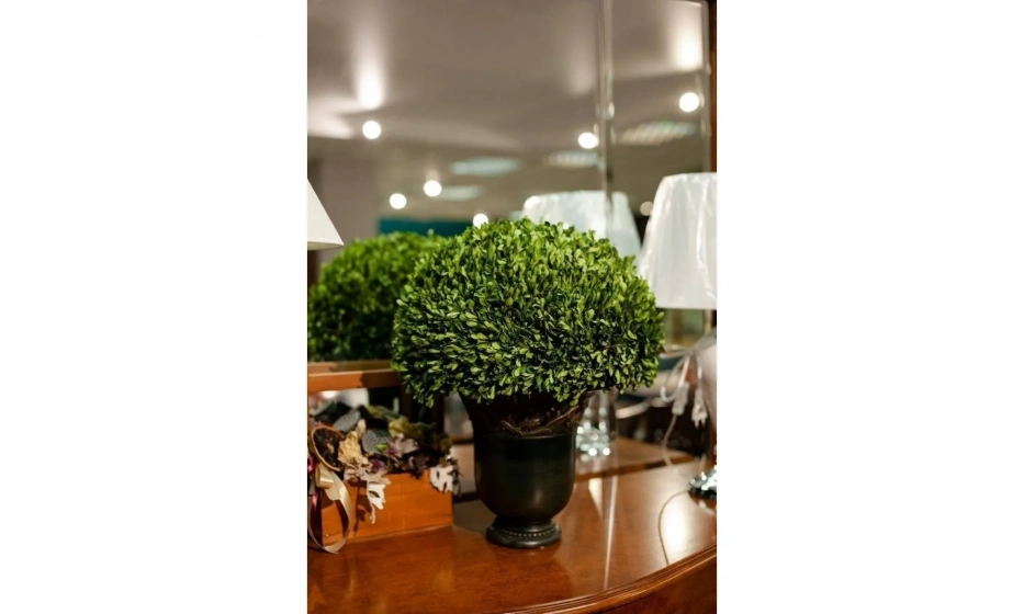 Цветы Uttermost Preserved Boxwood - фото 1