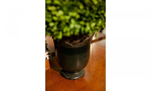 Цветы Uttermost Preserved Boxwood